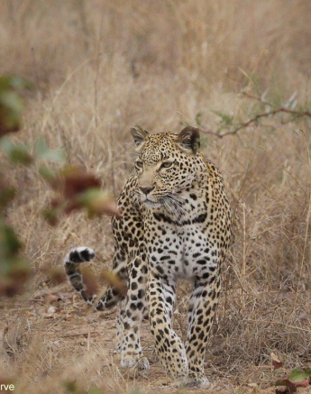 15Erin Herbst Kigelia 1 150721 Final