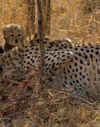 A43Jaco Faber Cheetha Young Cubs On Impala Kill 20190918 3 060 Final A43Jaco Faber Cheetha Young Cubs On Impala Kill 20190918 3 060 Final