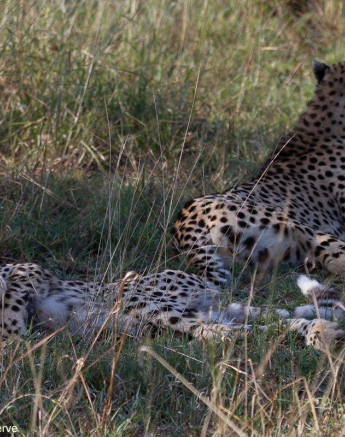 B14Amy Leigh Cheetah Cub 2 070422 Final B14Amy Leigh Cheetah Cub 2 070422 Final