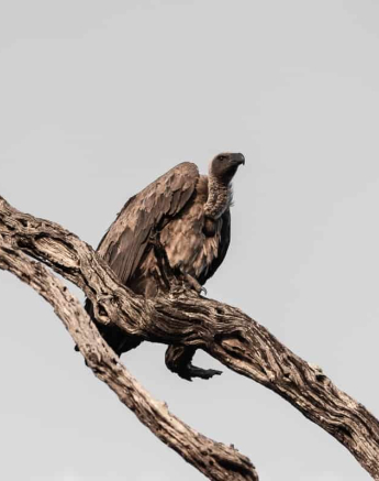 03Kerry Lee Roberg WBV.3 Final