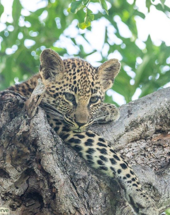 13andries Leopard.cub 1 Final 13andries Leopard.cub 1 Final