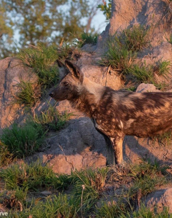 A12Jason Street Wilddog 011222 3. Final