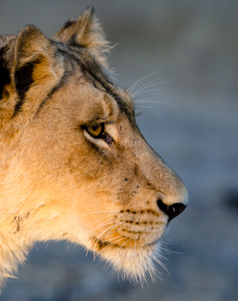 Southern Pride 4 Southern Pride 4