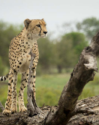 23Kosie Lategan Cheetah1 23Kosie Lategan Cheetah1