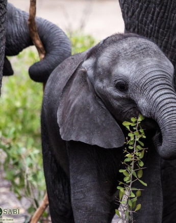 23Kevan Dobbie Elephant Calf 2 Final 23Kevan Dobbie Elephant Calf 2 Final