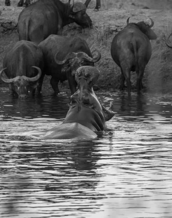 03kevin Van Der Linde Hippo Blog 3 Final 03kevin Van Der Linde Hippo Blog 3 Final