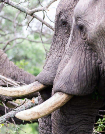 31Frederik Aucamp Elephant Bulls 11 01 19 Final