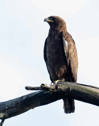 06Louise Murray Wahlbergs Final