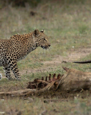 36Tyron Van Der Walt Ntsumi 101120 3 Final 36Tyron Van Der Walt Ntsumi 101120 3 Final