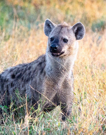 19ronald Mutero Vultures And Hyena 27042021 3 FINAL 19ronald Mutero Vultures And Hyena 27042021 3 FINAL