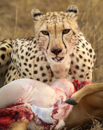 B29Ally Ross 20210910 Cheetah Kill 01 Final B29Ally Ross 20210910 Cheetah Kill 01 Final