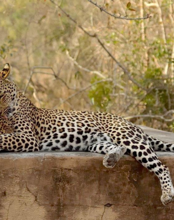 A36Jaco Faber Ntsumi And Cub Alo Grooming 20190919 5 082 Edit Final A36Jaco Faber Ntsumi And Cub Alo Grooming 20190919 5 082 Edit Final