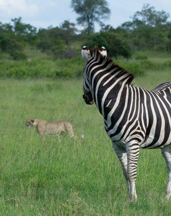 A34ronald Mutero Cheetah And Cub 23012022 Final