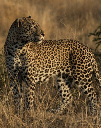 13Kevan Dobbie Kashan 21.06.1 Final