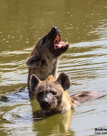 20200152 Andries Ndlovu Hyenas At Gregs Hide 03 20200152 Andries Ndlovu Hyenas At Gregs Hide 03