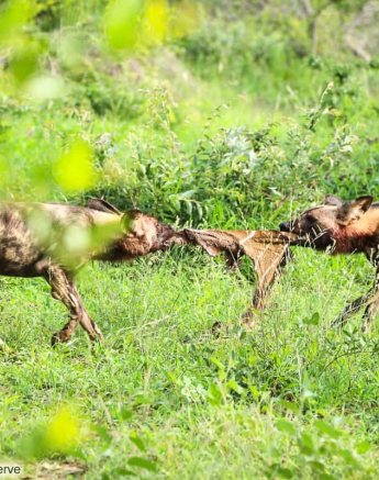 11andries Ndlovu Wild Dogs 18.1.20 3 Final