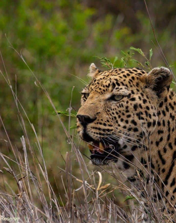 19andries Leopard.dewane 181120 3 Final 19andries Leopard.dewane 181120 3 Final