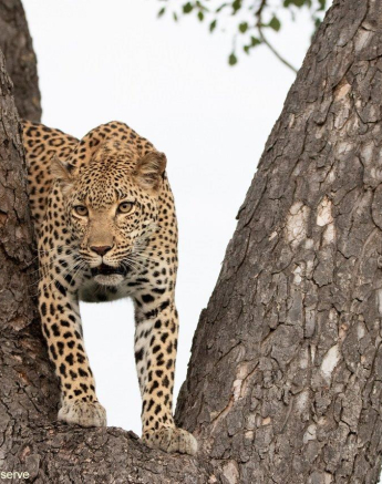 A27andries Leopard.kegelia 060123 3 Final