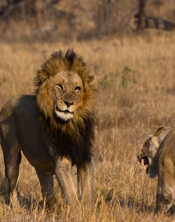 Lion Klap 1 Lion Klap 1