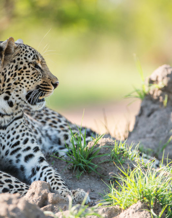 Terry Ennever Kelenge Terry Ennever Kelenge