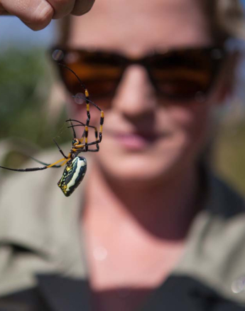 03Charles Johnstone Golden Orb