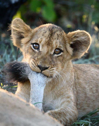 17Mike Palmer Lion Cub 160416 2 17Mike Palmer Lion Cub 160416 2