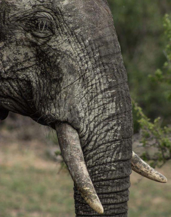 10Tayla McCurdy Elephants 22 April 16 1