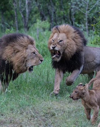 35Terry Ennever Charlstons 12117 3 Final