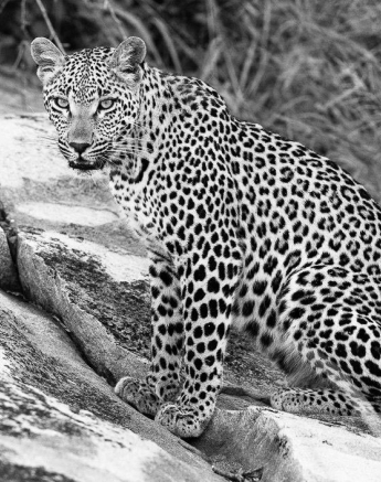 21Terry Ennever LBC And Cub 22317 Final