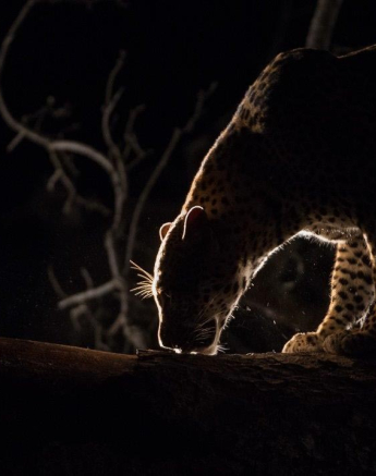 34Terry Ennever Max WD 15417 9 Final 34Terry Ennever Max WD 15417 9 Final