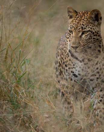 03Terry Ennever LBC Cub Stalk 12517 Final