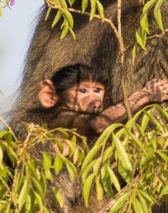 16Franscois Rosslee Baboon Wisteria Final 16Franscois Rosslee Baboon Wisteria Final