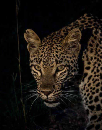 38Kevan Dobbie Ntsumi 250218 4 Final