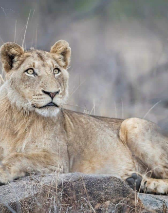 14 Francois Malan 1 18082018 SP LIONS Final