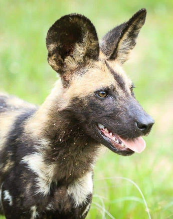 10Ally Ross 20190131 Wild Dog 01 Final 10Ally Ross 20190131 Wild Dog 01 Final