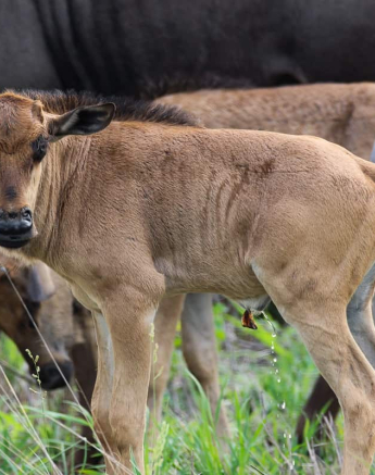 07Louise Murray Wildebeest And Baby 2 Final 07Louise Murray Wildebeest And Baby 2 Final
