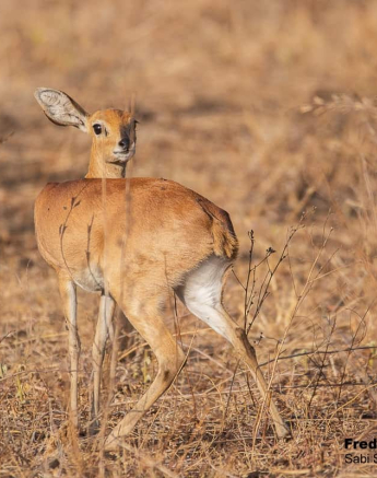 03Frederik Aucamp Steenbok 03 09 2019 1 Final
