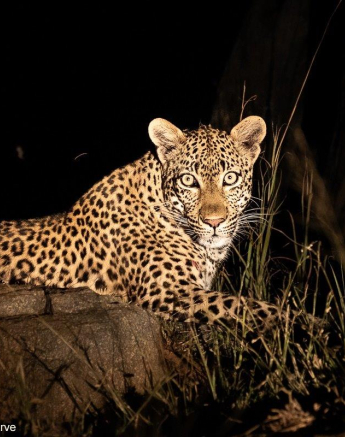 07andries Leopard Unkown 260421 2 FINAL 07andries Leopard Unkown 260421 2 FINAL