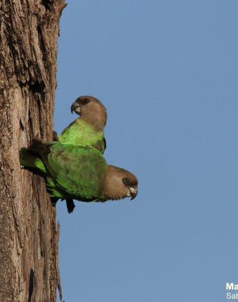 01Marco Vietti Brown Headed Parrot 040721 Final 01Marco Vietti Brown Headed Parrot 040721 Final