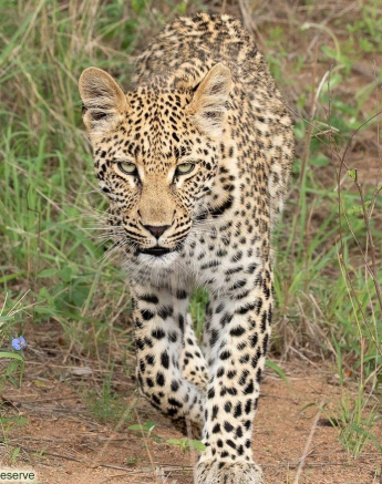 A22andries Leopard.ntsumicub 191121 3 Final A22andries Leopard.ntsumicub 191121 3 Final