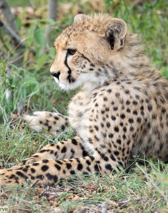 A21Daniel Greyvenstein Cheetah And Cubs 201122 1 Final