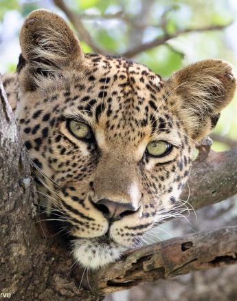 A15andries Leopard.golonyi 160123 1 Final A15andries Leopard.golonyi 160123 1 Final