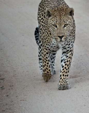 06Maxabeni Leopard Courtney 1 06Maxabeni Leopard Courtney 1
