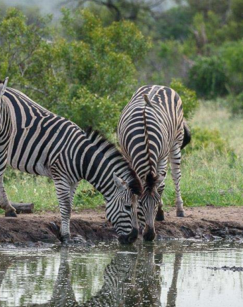 01Mike Palmer Zebra 050416 1