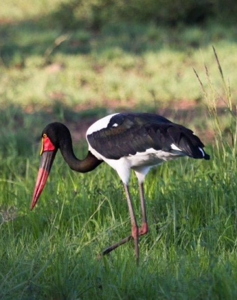 32Kevan Dobbie SB Stork 2 Final 32Kevan Dobbie SB Stork 2 Final