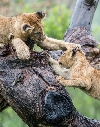 25Terry Ennever Lion Cubs 8117 4 Final