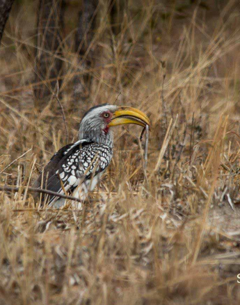 25Franscois Rosslee 4wmating3 1 Of 1 Final 25Franscois Rosslee 4wmating3 1 Of 1 Final