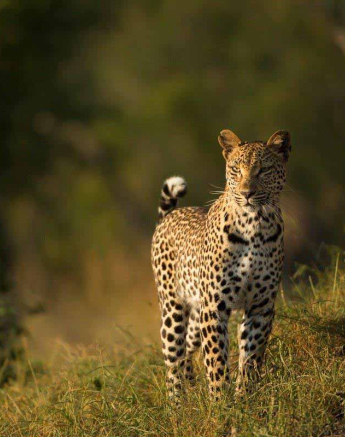 27Terry Ennever Ntsumi 14318 Final