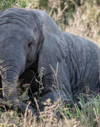 53Kerry Lee Roberg Elephant Calf Final 53Kerry Lee Roberg Elephant Calf Final