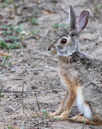 44Kevin Van Der Linde Scrub Hare 19112018 Final